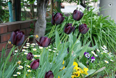070421Black tulip.jpg (97926 oCg)